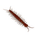 Centipede