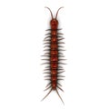 Centipede