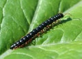 Centipede Royalty Free Stock Photo