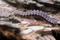 Centipede Royalty Free Stock Photo