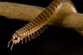 Centipede Royalty Free Stock Photo