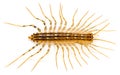 Centipede Royalty Free Stock Photo