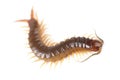 Centipede Royalty Free Stock Photo