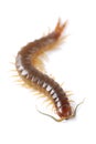 Centipede Royalty Free Stock Photo