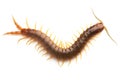 Centipede Royalty Free Stock Photo