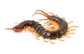 Centipede isolated on white background Royalty Free Stock Photo