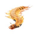 Centipede isolated on white background Royalty Free Stock Photo