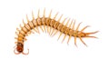 Centipede isolated on white background Royalty Free Stock Photo