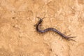 Centipede Royalty Free Stock Photo