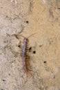 Centipede Royalty Free Stock Photo