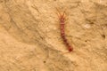Centipede Royalty Free Stock Photo