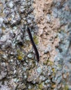 Centipede crawling on a stone in San Marino in the fog