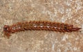 Centipede Royalty Free Stock Photo
