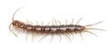 Centipede in front of white background