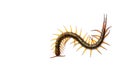 Centipede in front of white background,worm