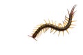 Centipede in front of white background, worm