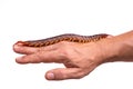 Centipede on hand Royalty Free Stock Photo
