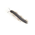 Centipede Royalty Free Stock Photo