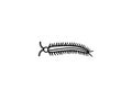 Centipede insect shape, sketch, outline, or drawing isolated on white background.