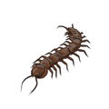 centipede invertebrate animal vector Royalty Free Stock Photo