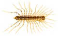 Centipede (Isolated) Royalty Free Stock Photo