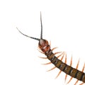 Centipede Head and Antenna Isolated