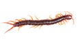 Centipede isolated Royalty Free Stock Photo