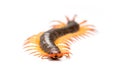 Centipede isolated on white background Royalty Free Stock Photo