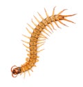 Centipede isolated on white background Royalty Free Stock Photo