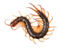 Centipede isolated on white background Royalty Free Stock Photo