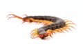 Centipede isolated on white background Royalty Free Stock Photo