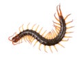 Centipede isolated on white background Royalty Free Stock Photo