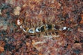 Centipede, Lithobiidae on wood