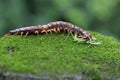 A centipede is looking for prey on a rock overgrown with moss. Royalty Free Stock Photo
