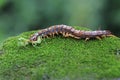 A centipede is looking for prey on a rock overgrown with moss. Royalty Free Stock Photo