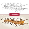Centipede or Millipede. Isolated on white and on the textured beige background