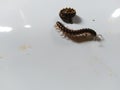 Centipede mooving for food on the ground Royalty Free Stock Photo