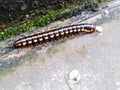 Centipede mooving for food on the ground Royalty Free Stock Photo
