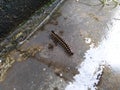 Centipede mooving for food on the ground