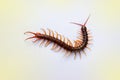 A centipede on a pink background.