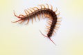 A centipede on a pink background.