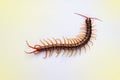 A centipede on a pink background.