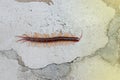 A centipede on a pink background.