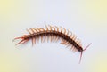 A centipede on a pink background.