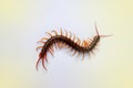 A centipede on a pink background.