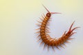 A centipede on a pink background.