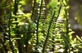 Centipede plant with drop of water in garden