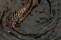 Centipede,Poisonous animal swimming in creek . Royalty Free Stock Photo