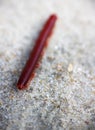 Centipede is rapidly rushing on sand Royalty Free Stock Photo