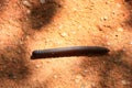 A centipede with red feet at Sigiriya Rock Royalty Free Stock Photo